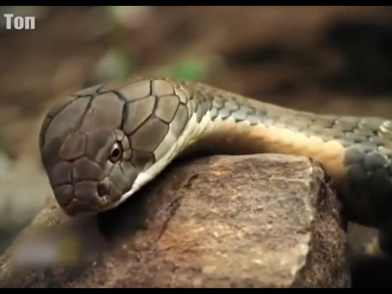 Змеи совместно защищают свой остров от внешних вмешательст на острове остров Кеймада Гранди